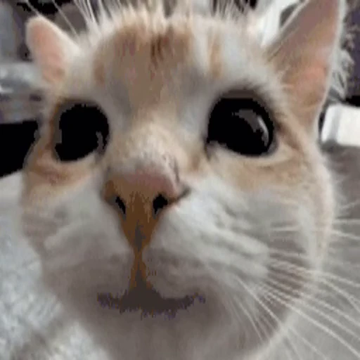 😺 Стикер «TWITCH CHAT» для Telegram