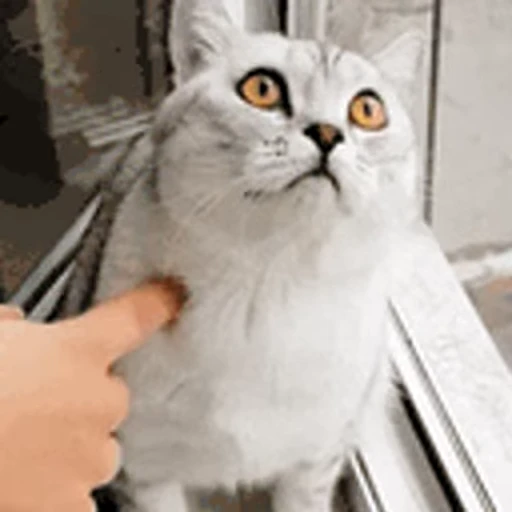 🐱 Стикер «TWITCH CHAT» для Telegram