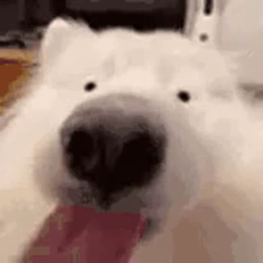 🐶 Стикер «TWITCH CHAT» для Telegram