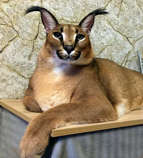 🐱 Стикер «Floppa» для Telegram