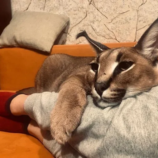 🥰 Стикер «Floppa / Шлёпа» для Telegram