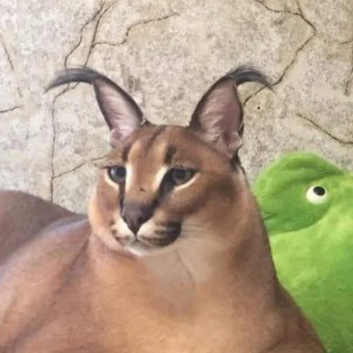 👀 Стикер «Big Floppa stick» для Telegram