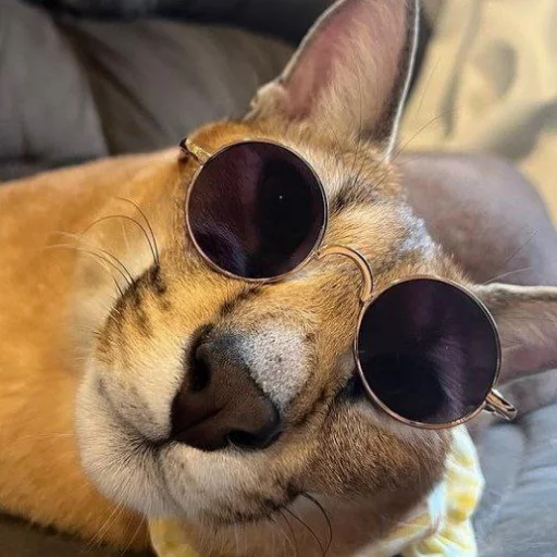 😎 Стикер «Big Floppa stick» для Telegram