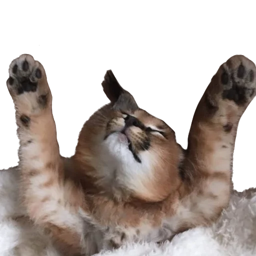 Стикерпак Floppa Caracal для Telegram