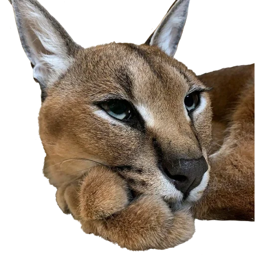 😕 Стикер «Floppa Caracal» для Telegram