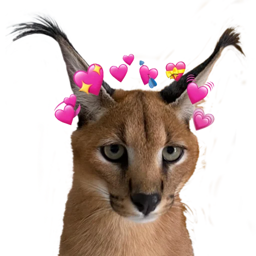 💕 Стикер «Floppa Caracal» для Telegram