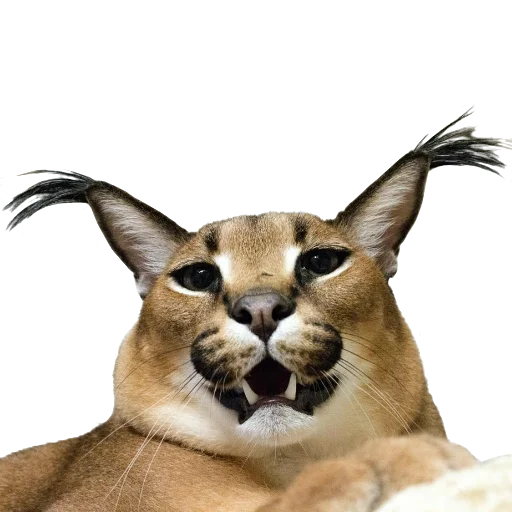 😺 Стикер «Floppa Caracal» для Telegram
