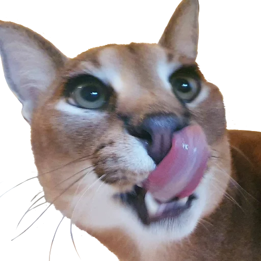 😛 Стикер «Floppa Caracal» для Telegram