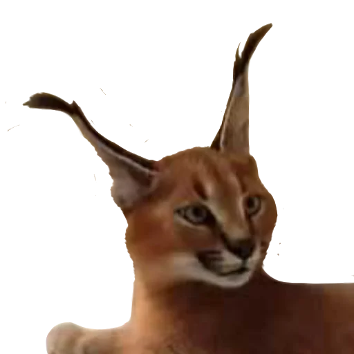 🤨 Стикер «Floppa Caracal» для Telegram