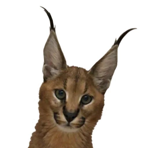 😐 Стикер «Floppa Caracal» для Telegram
