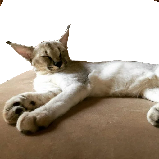 😴 Стикер «Floppa Caracal» для Telegram