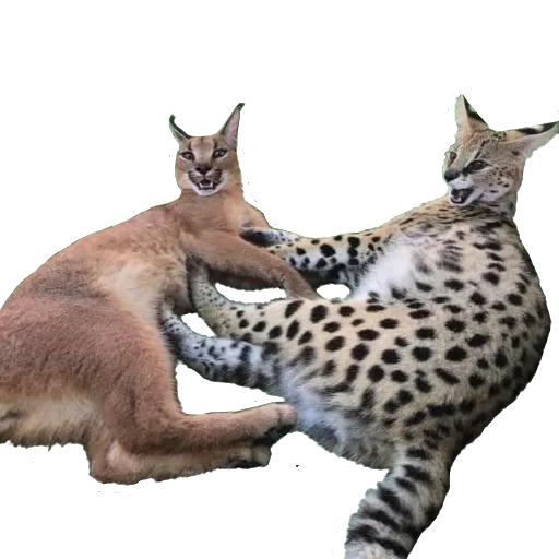 😲 Стикер «Floppa Caracal» для Telegram