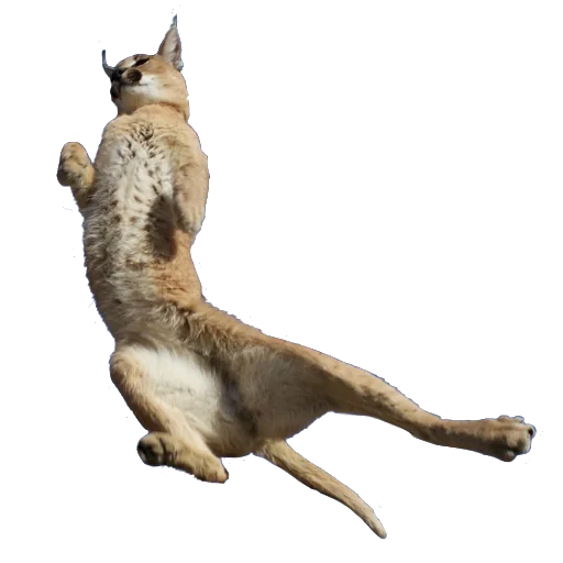 🕴 Стикер «Floppa Caracal» для Telegram