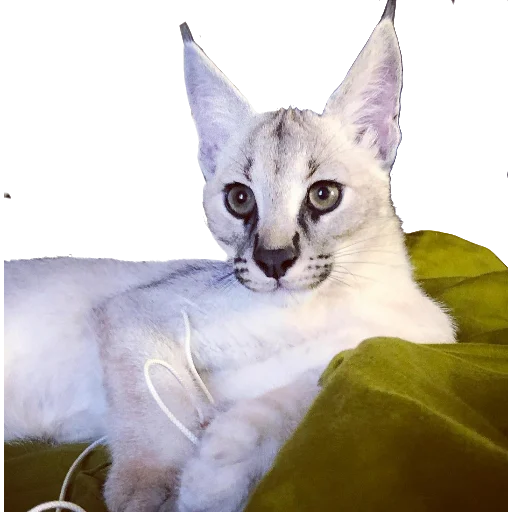 👁 Стикер «Floppa Caracal» для Telegram