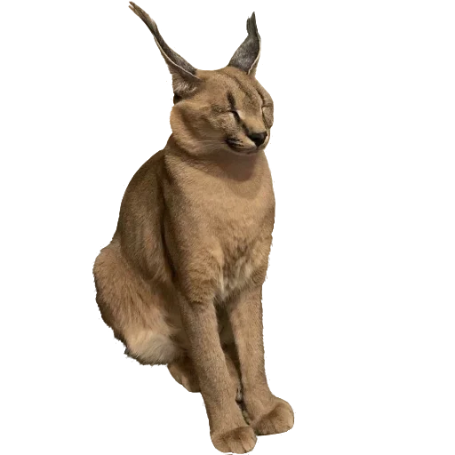 😑 Стикер «Floppa Caracal» для Telegram