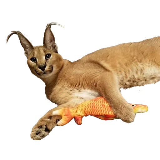 🐟 Стикер «Floppa Caracal» для Telegram