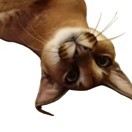 🤪 Стикер «Floppa Caracal» для Telegram