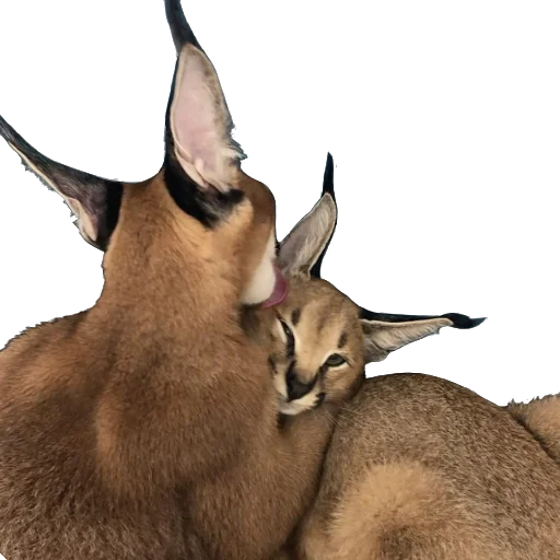 👅 Стикер «Floppa Caracal» для Telegram