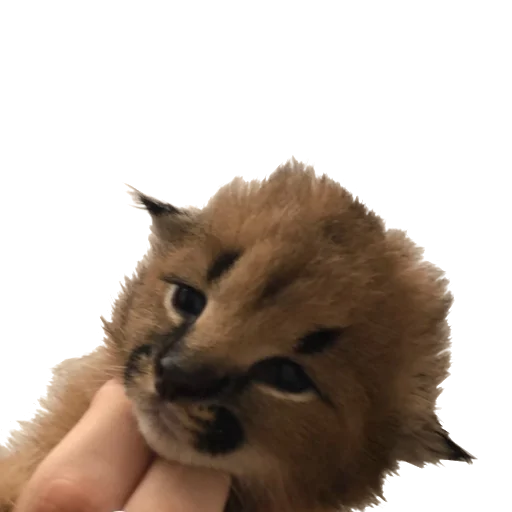 👶 Стикер «Floppa Caracal» для Telegram