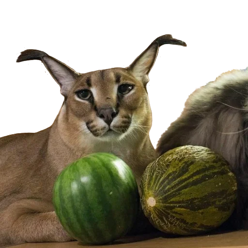 🍉 Стикер «Floppa Caracal» для Telegram
