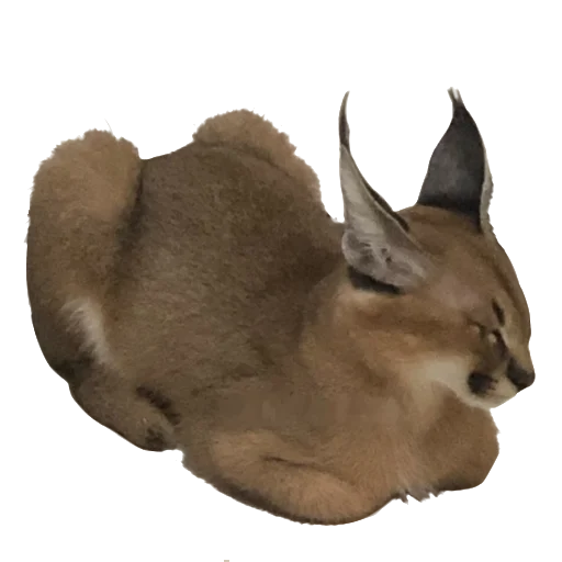 🍞 Стикер «Floppa Caracal» для Telegram