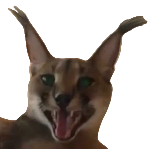 😃 Стикер «Floppa Caracal» для Telegram
