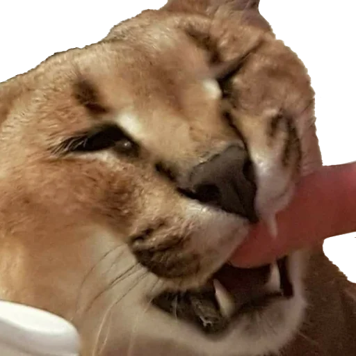 🍽 Стикер «Floppa Caracal» для Telegram