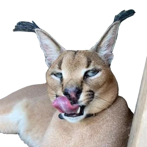 😏 Стикер «Floppa Caracal» для Telegram