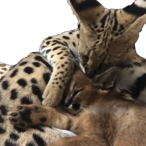 😚 Стикер «Floppa Caracal» для Telegram