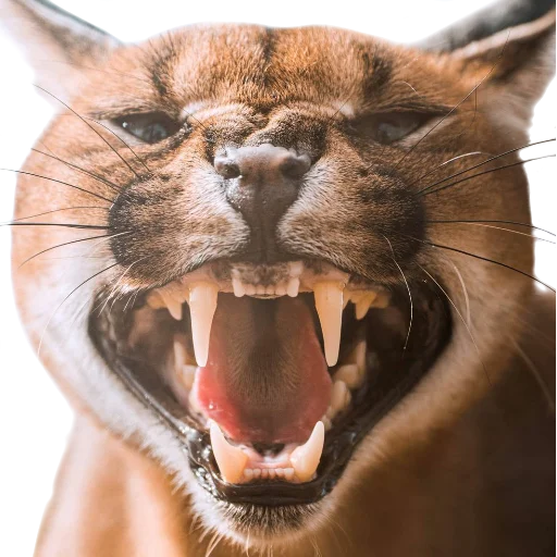 🤬 Стикер «Floppa Caracal» для Telegram