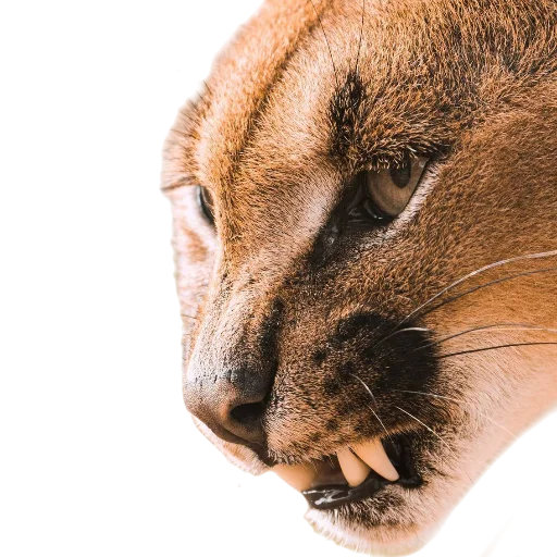 🦷 Стикер «Floppa Caracal» для Telegram