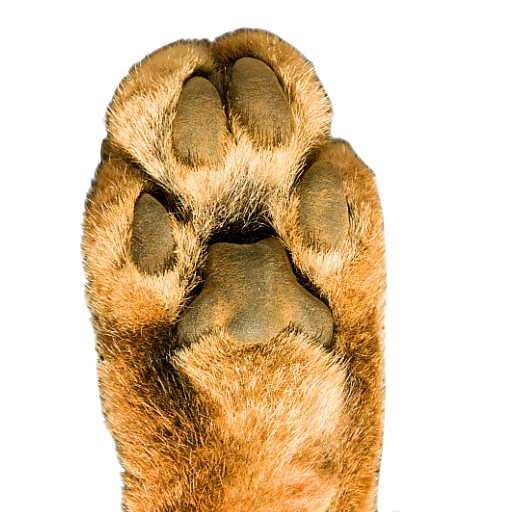 🤚 Стикер «Floppa Caracal» для Telegram