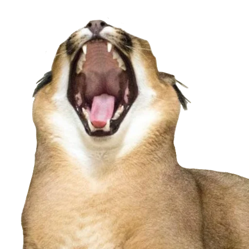 😫 Стикер «Floppa Caracal» для Telegram
