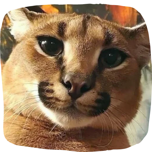 😊 Стикер «Flopped» для Telegram