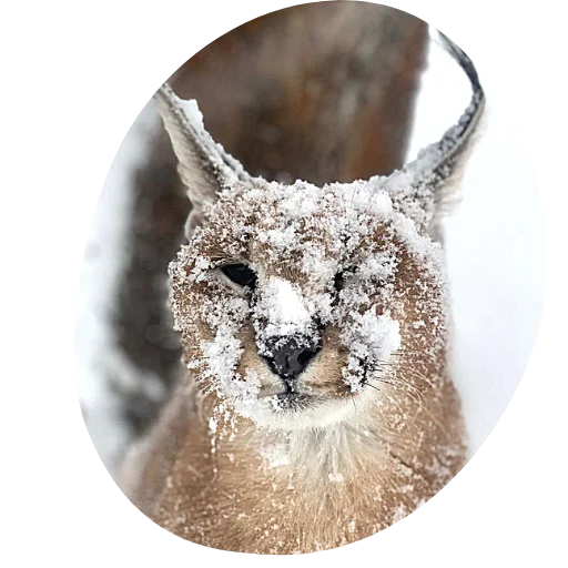 ⛄️ Стикер «Flopped» для Telegram