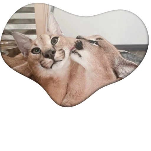 😘 Стикер «Flopped» для Telegram