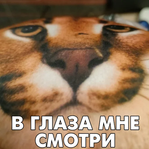 👀 Стикер «Floppa BLOPTOP» для Telegram