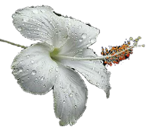 🌾 Стикер «Flores» для Telegram