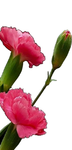🌺 Стикер «Flores» для Telegram