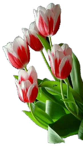 🌷 Стикер «Flores» для Telegram