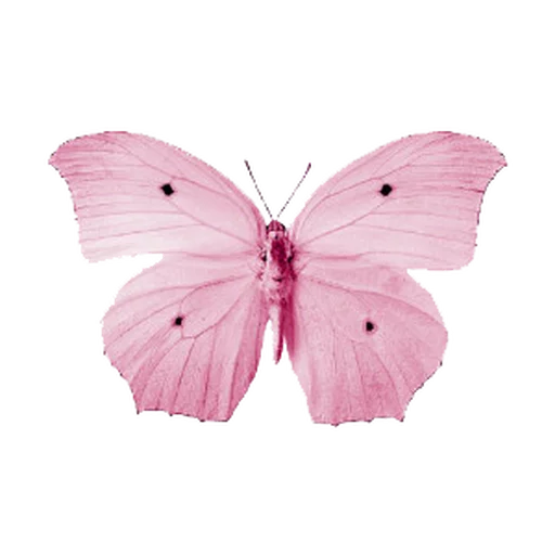 💗 Стикер «Flores» для Telegram