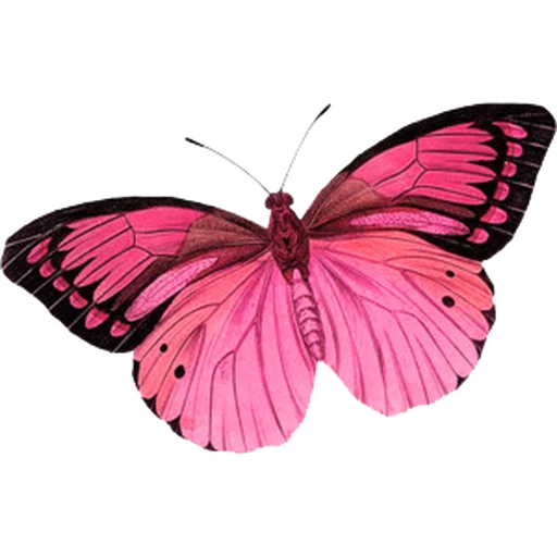 💓 Стикер «Flores» для Telegram