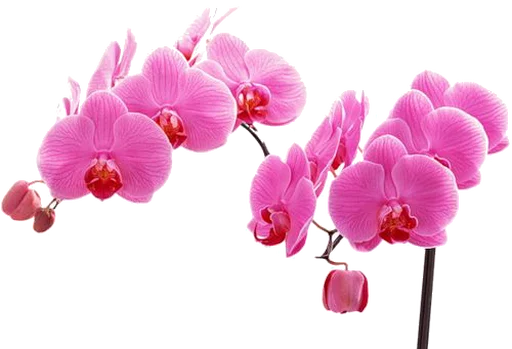 ⭐ Стикер «Flores» для Telegram