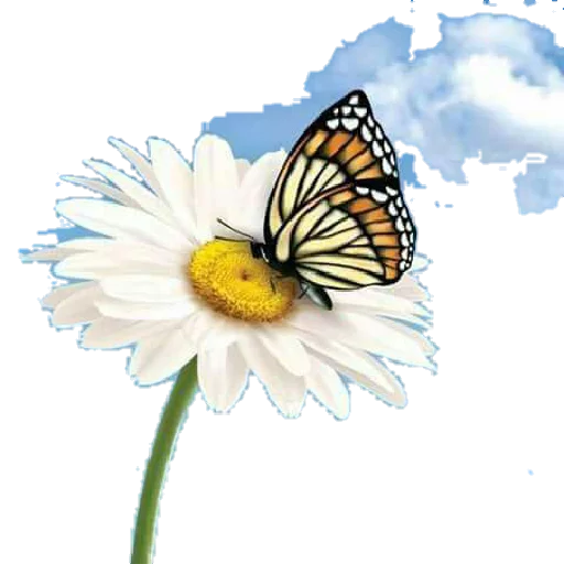 ☁ Стикер «Flores» для Telegram