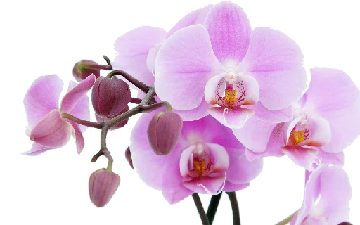 🌸 Стикер «Flores» для Telegram