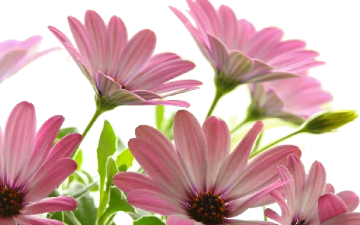 🌷 Стикер «Flores» для Telegram