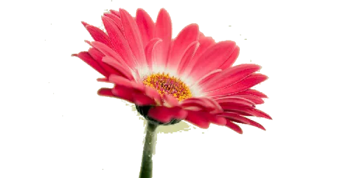 🌺 Стикер «Flores» для Telegram