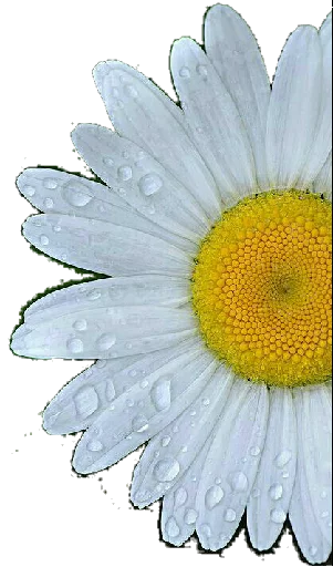 🌕 Стикер «Flores» для Telegram
