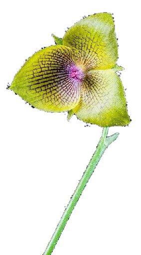 💐 Стикер «Flores» для Telegram