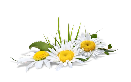 🍂 Стикер «Flores» для Telegram